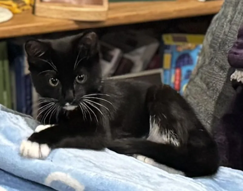 A baby large-sized female Domestic Short Hair cat named Dinah for adoption in Tualatin, OR
