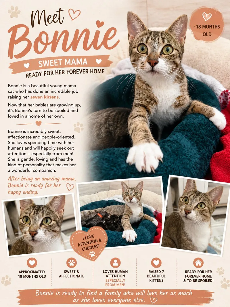 An adult medium-sized female Tabby cat named Bonnie for adoption in MONTGOMERY, TX