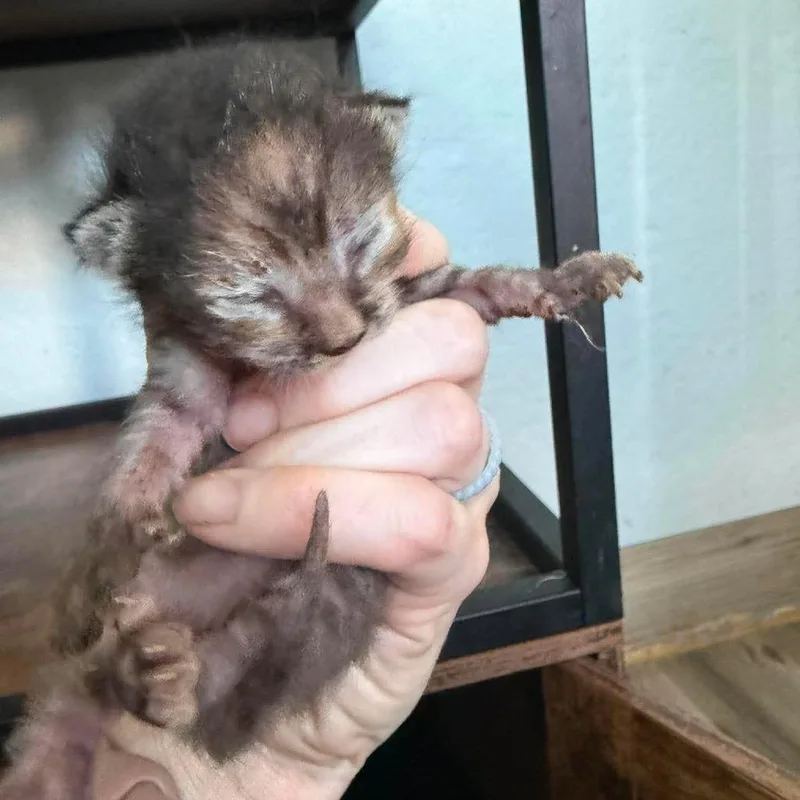 A baby small-sized female Gray / Blue / Silver Domestic Short Hair cat named Jilly for adoption in Bastrop, TX