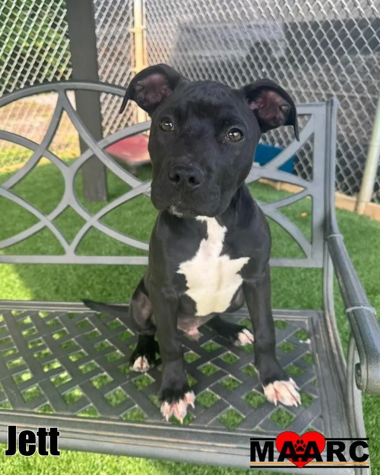 A baby medium-sized male Pit Bull Terrier dog named Jett for adoption in Maryville, TN