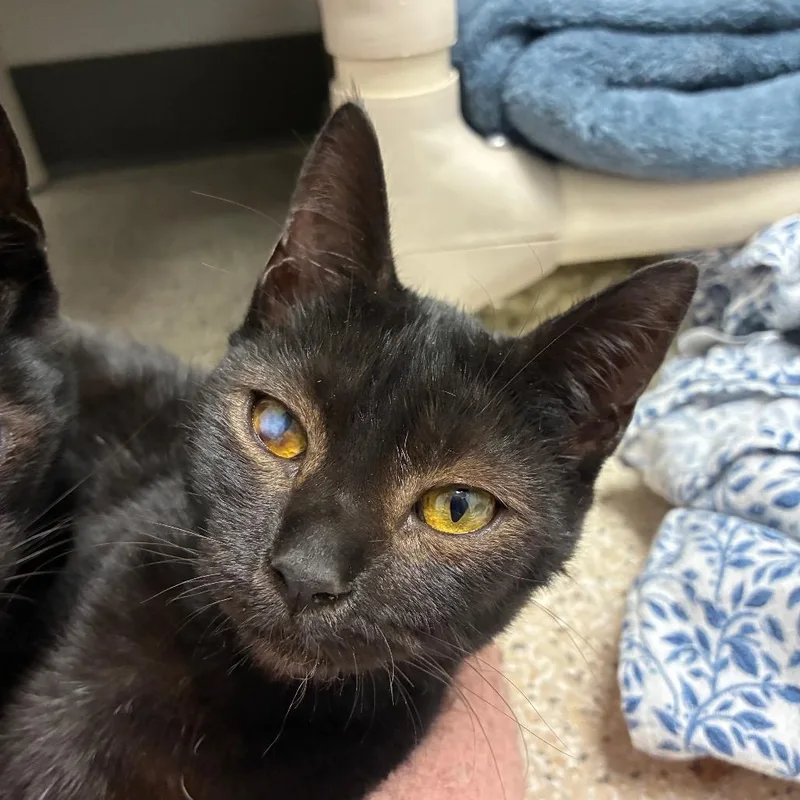 A baby small-sized female Black Domestic Short Hair cat named Seasmoke for adoption in Saint Helena, CA