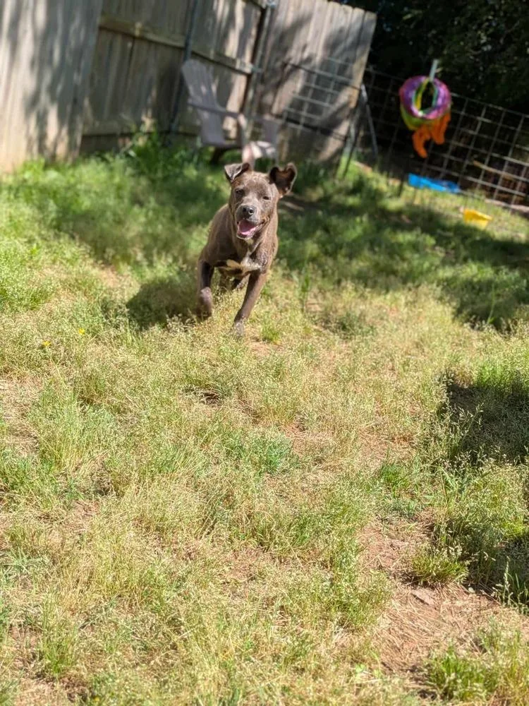 A young medium-sized female Gray / Blue / Silver Pit Bull Terrier dog named Baby Girl for adoption in Dover, AR