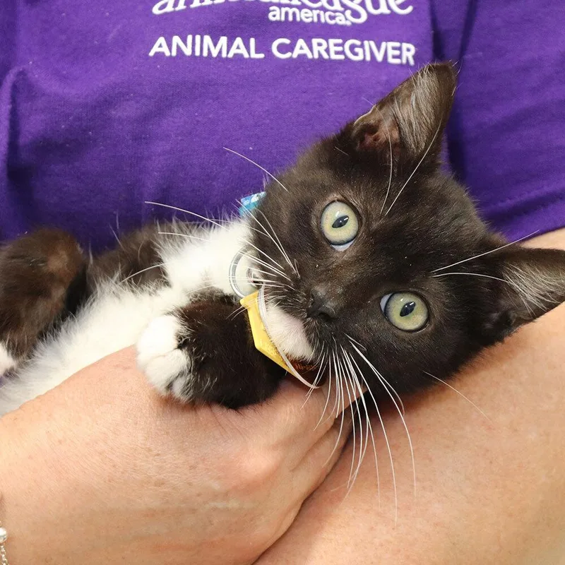 A baby small-sized male Domestic Short Hair cat named Ronaldo for adoption in Port Washington, NY