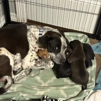 An adult medium-sized female Black Mixed Breed dog named Lindsay for adoption in Bentonville, AR