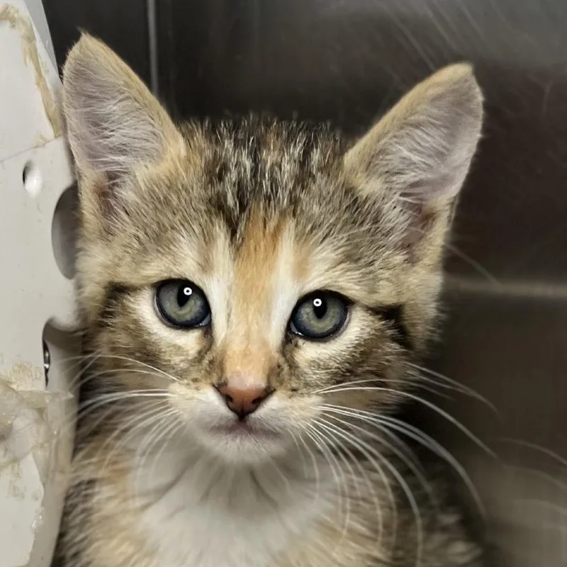A baby small-sized female Brown / Chocolate Domestic Short Hair cat named Muffuletta for adoption in Palm Springs, CA