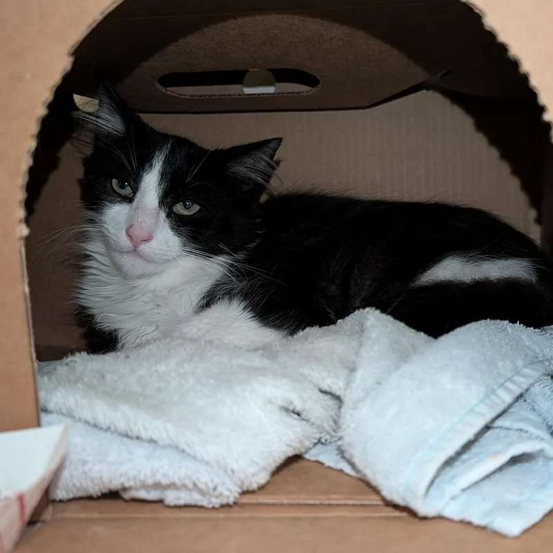 A young small-sized male Black Domestic Short Hair cat named Munchkin for adoption in Novelty, OH