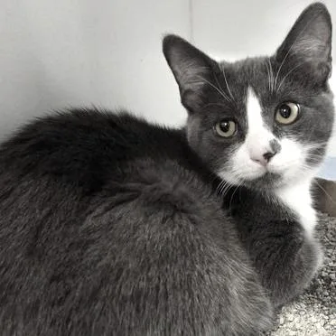 A baby medium-sized female Domestic Short Hair cat named Jennifur for adoption in Voorhees, NJ