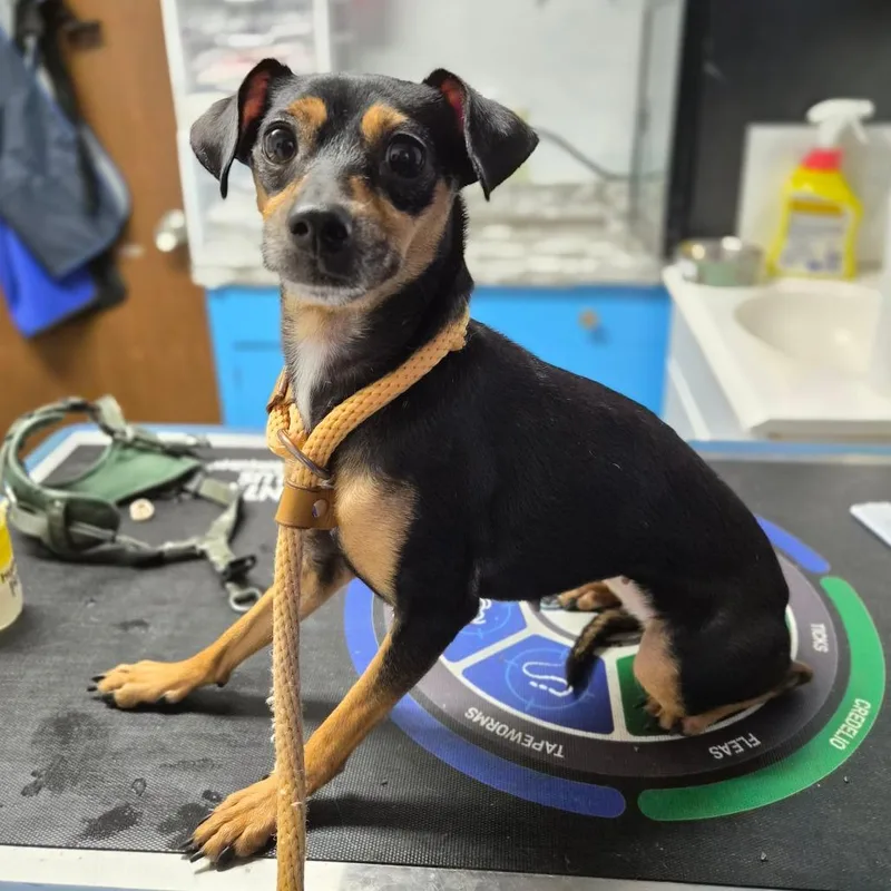 An adult small-sized female Black Chihuahua dog named Nutella for adoption in Wahiawa, HI