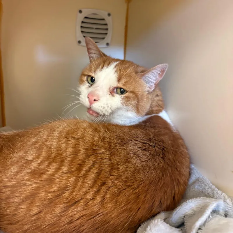 A senior medium-sized male Orange / Red Domestic Short Hair cat named Tigger for adoption in South Elgin, IL
