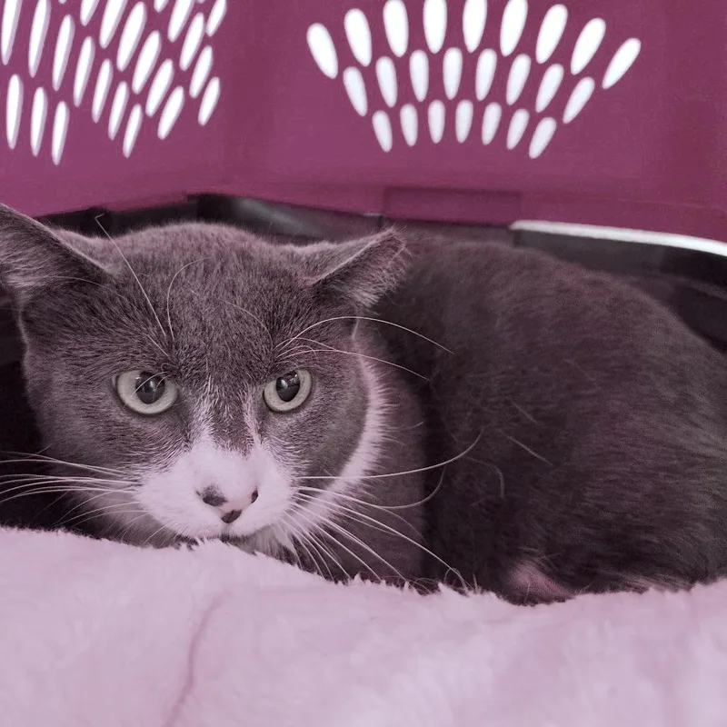 Frankster