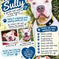 A young medium-sized male White / Cream Pit Bull Terrier dog named Sully for adoption in Sweetwater, TN