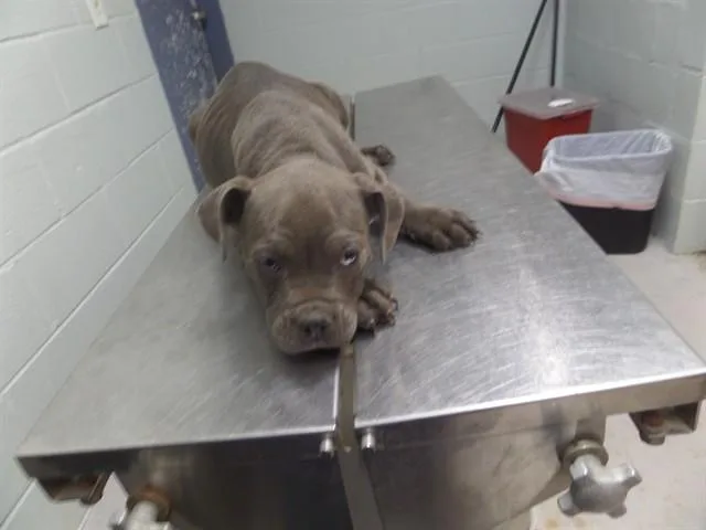 A baby small-sized male Pit Bull Terrier dog named Homer for adoption in Augusta, GA