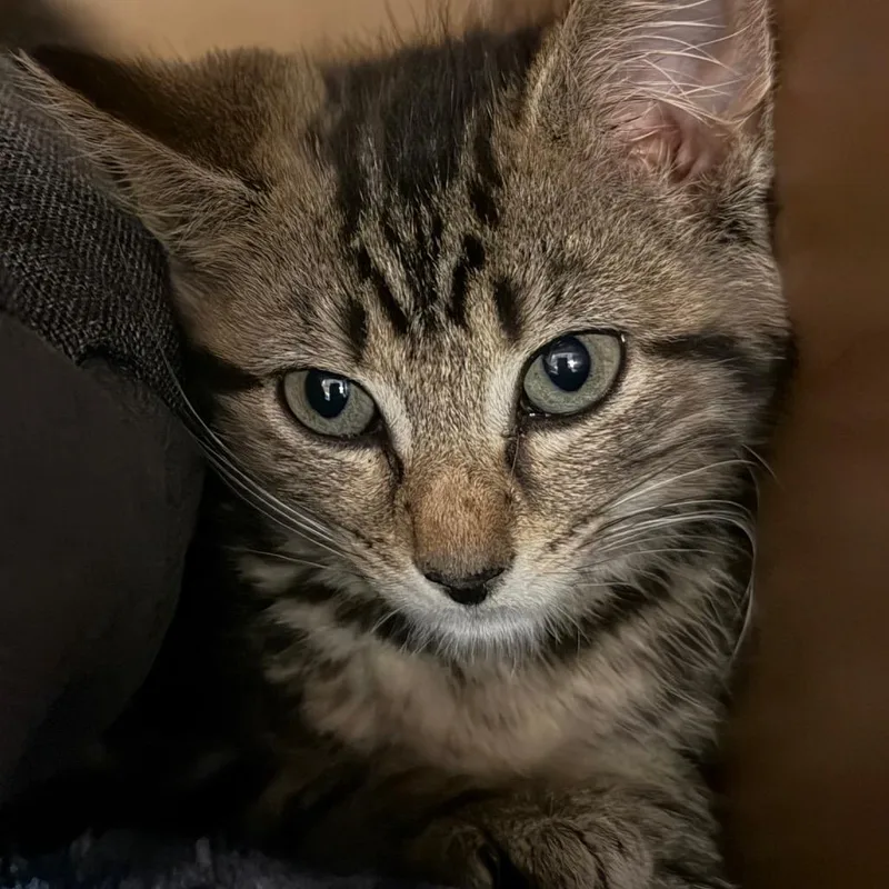 A baby small-sized female Brown / Chocolate Domestic Short Hair cat named Tea for adoption in Middlebury, VT