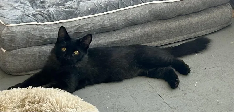 A baby small-sized male Black Domestic Long Hair cat named Rhett for adoption in Johnson City, TN