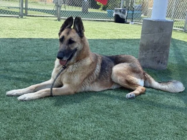 An adult large-sized female German Shepherd Dog dog named Lady for adoption in Los Angeles, CA