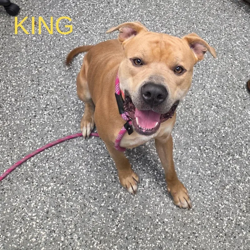 A young large-sized male White / Cream Pit Bull Terrier dog named King for adoption in Parkersburg, WV