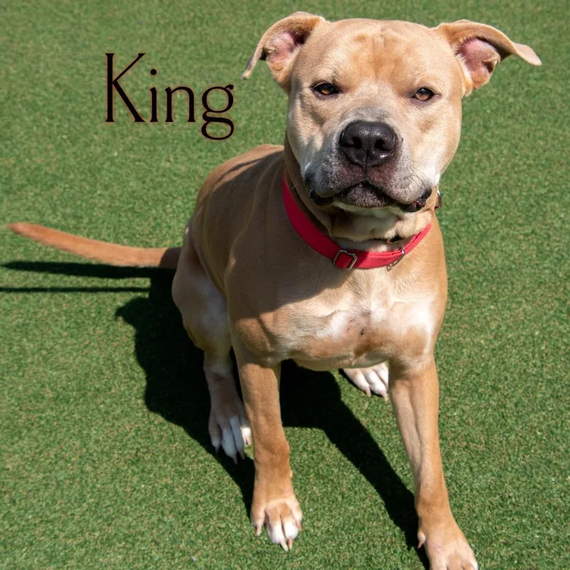 King thumbnail 2
