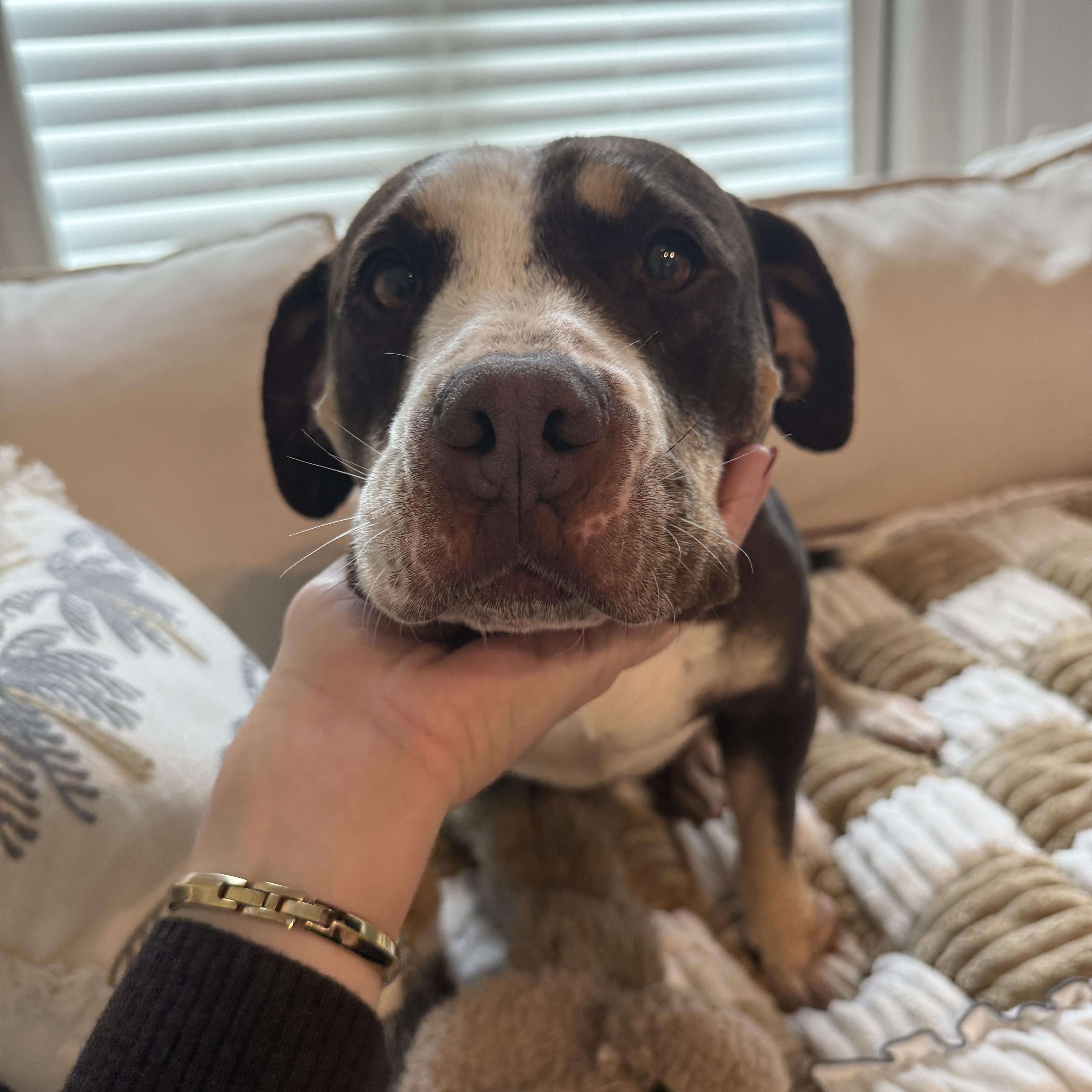 An adult large-sized female American Staffordshire Terrier dog named Reece Cup for adoption in Cornelius, NC