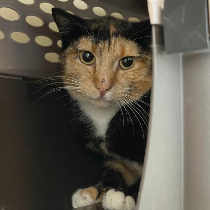 An adult medium-sized female Tortoiseshell Domestic Short Hair cat named Fierce Working Cat for adoption in Idaho Falls, ID