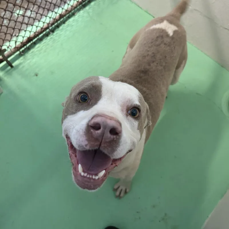 An adult small-sized male White / Cream American Bulldog dog named Trax for adoption in Enterprise, AL