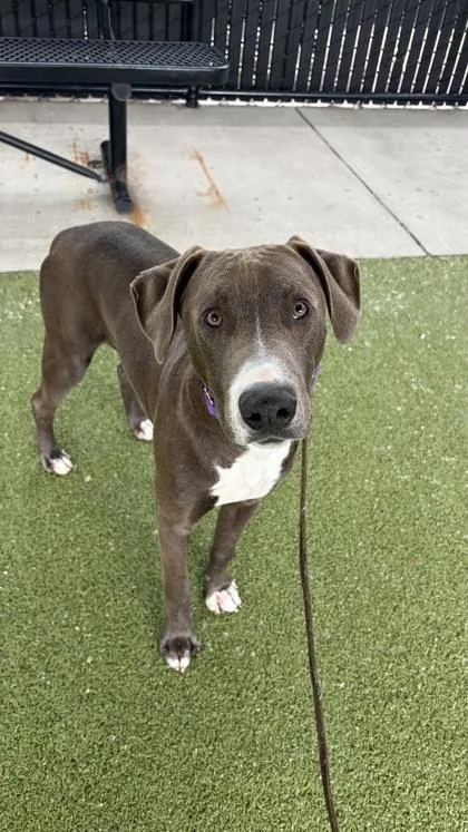 A young large-sized male Blue Lacy dog named Pongo for adoption in Bellevue, WA