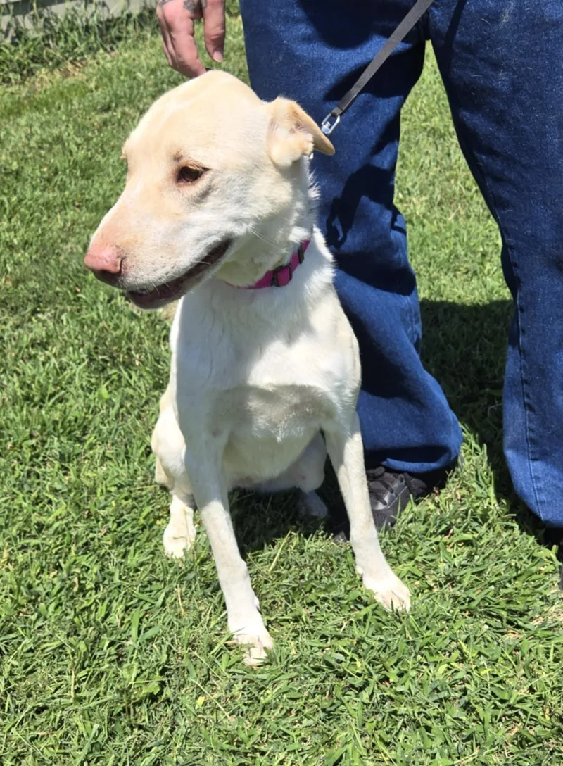 Cheyenne thumbnail 2