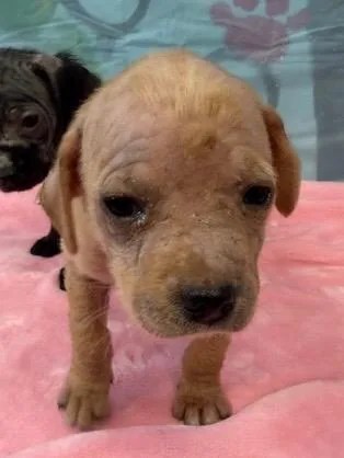 Veronica thumbnail 2