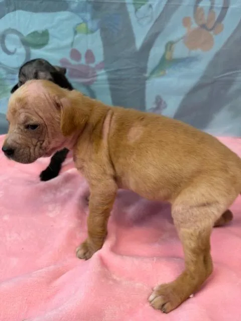 Veronica thumbnail 3