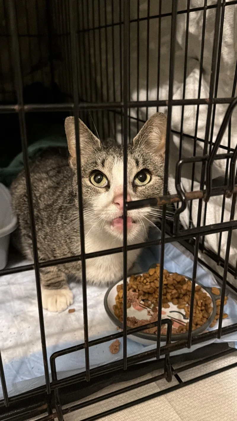 An adult medium-sized female Domestic Short Hair cat named Freya for adoption in Philadelphia, PA