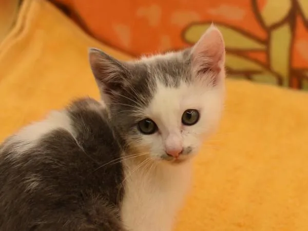 A baby small-sized female Domestic Short Hair cat named Maggie for adoption in Portland, OR