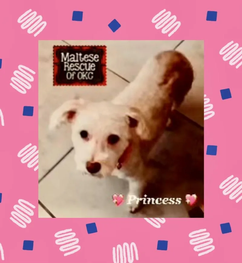 An adult small-sized female White / Cream Maltipoo dog named Princess for adoption in Oklahoma City, OK