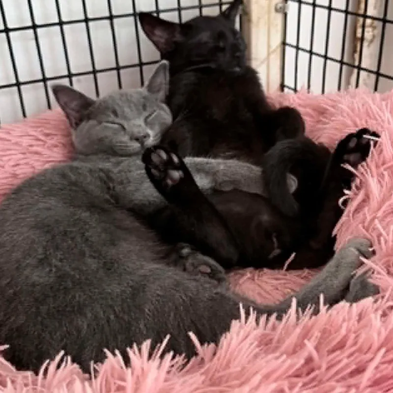 A baby small-sized female Black Domestic Short Hair cat named Jacob and Jill for adoption in Huntington, NY