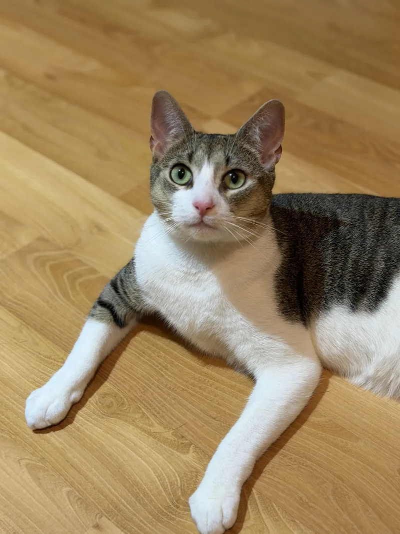 A young medium-sized male Domestic Short Hair cat named Mario del Mar for adoption in Perth Amboy , NJ