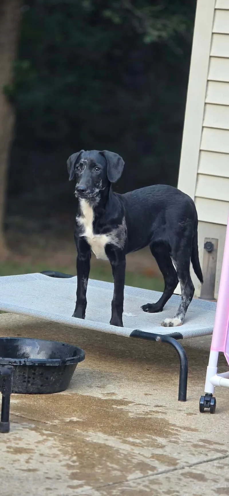 A young large-sized female Labrador Retriever dog named Tickles for adoption in Steeleville, IL
