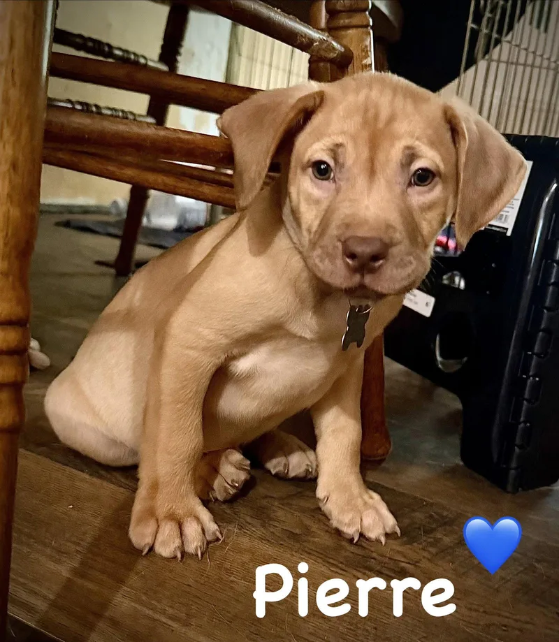 A baby medium-sized male American Staffordshire Terrier dog named Pierre Belles & Beau for adoption in Holly Springs, NC