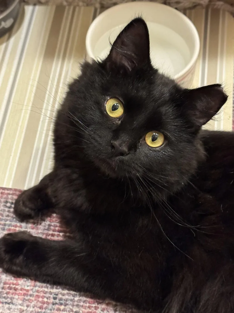An adult medium-sized male Domestic Long Hair cat named Johnny Cash for adoption in Newtown Square, PA
