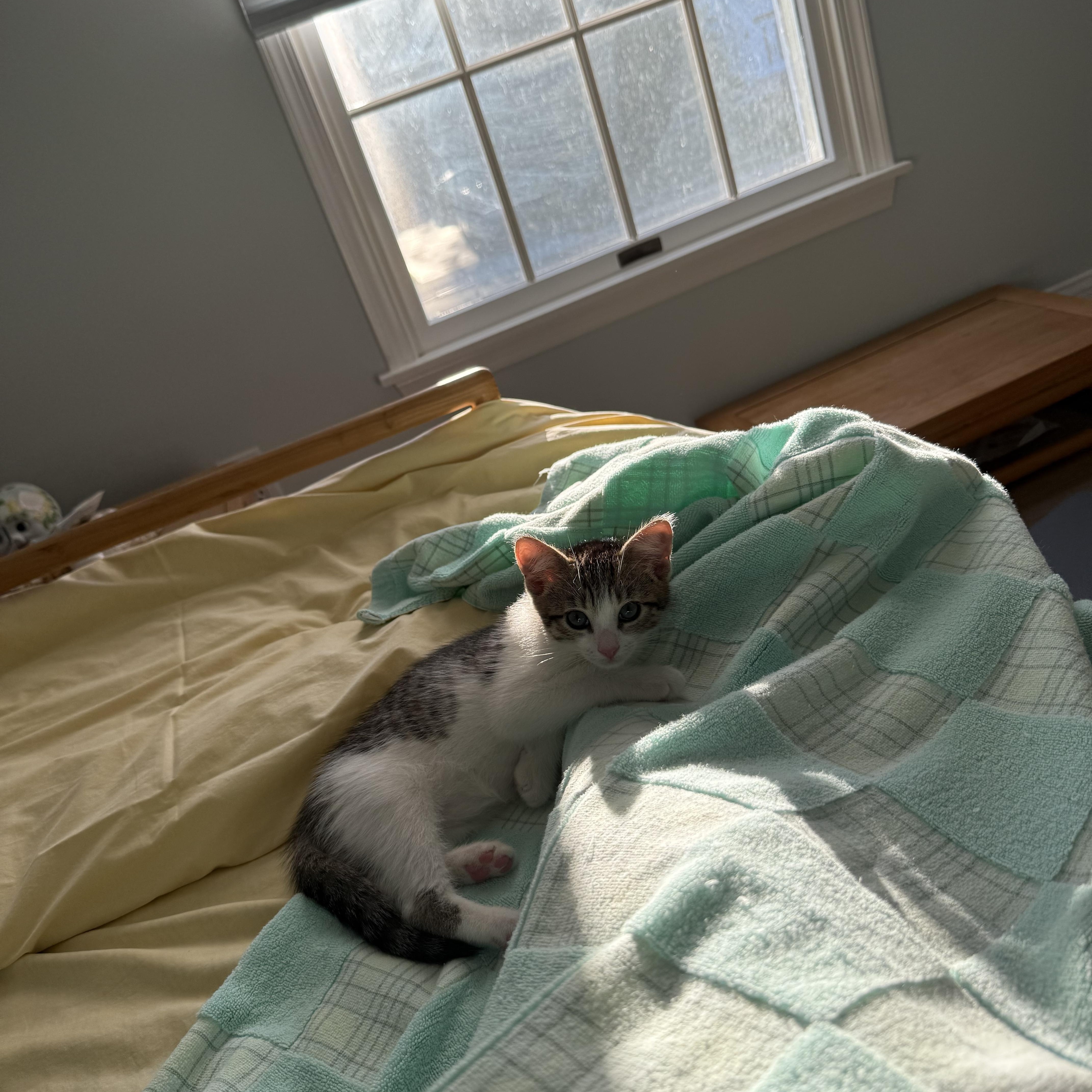 A baby small-sized male Tabby (Brown / Chocolate) American Shorthair cat named Pipes for adoption in Highland Park, NJ