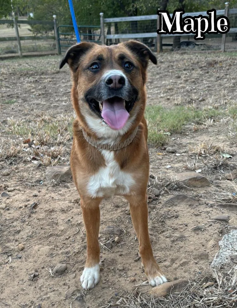 An adult medium-sized female Brown / Chocolate Australian Cattle Dog / Blue Heeler dog named Maple for adoption in Tulsa, OK
