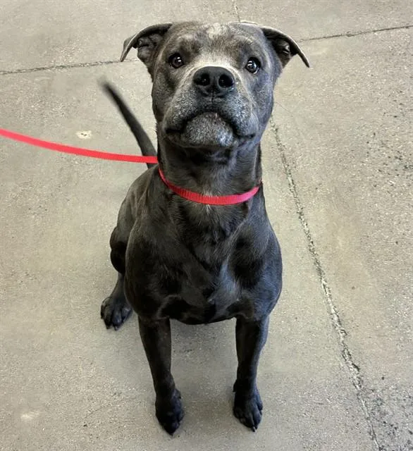 A young large-sized male Pit Bull Terrier dog named Shale for adoption in Mesa, AZ