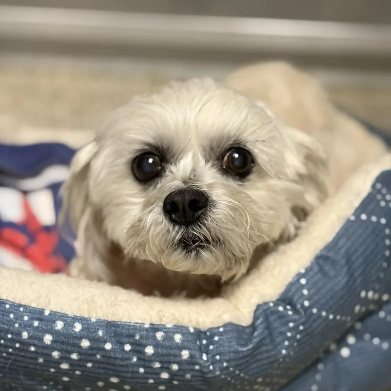 Boo Bear thumbnail 4