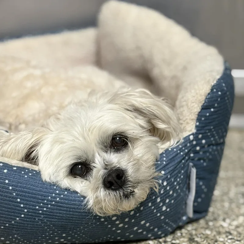 Boo Bear thumbnail 6