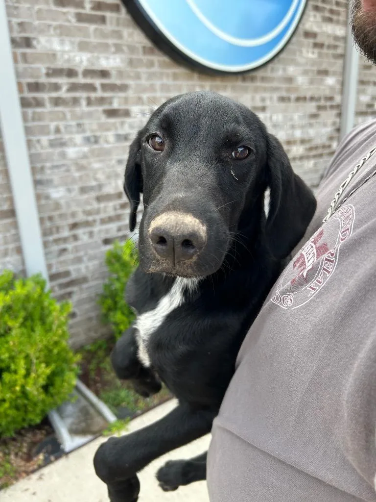 A baby medium-sized male Labrador Retriever dog named Otis for adoption in Gautier, MS