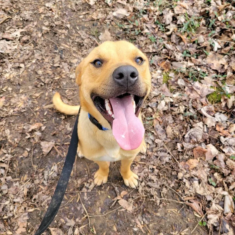 An adult medium-sized male Brown / Chocolate Terrier dog named Ranger for adoption in La Grange, KY
