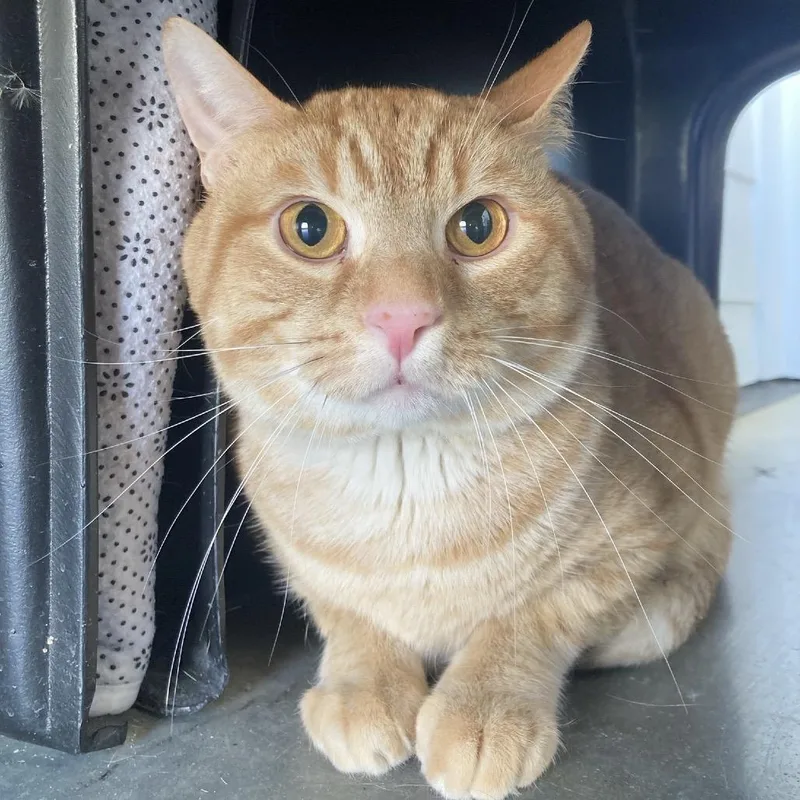 An adult large-sized male Orange / Red Domestic Short Hair cat named Jerry for adoption in Franklin, TN
