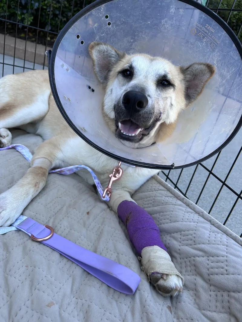 An adult medium-sized female German Shepherd Dog dog named Tiffany for adoption in Winder, GA