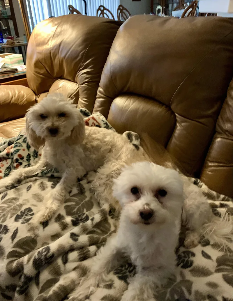 Sugar And Spice