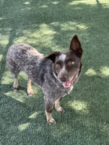 An adult medium-sized female Australian Cattle Dog / Blue Heeler dog named Blitzel for adoption in Chatsworth, CA
