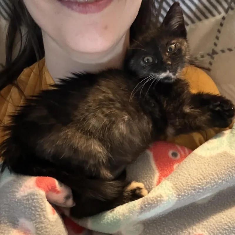 A baby medium-sized female Tortoiseshell Domestic Short Hair cat named Meep for adoption in Columbia, MO
