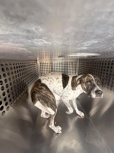 A young large-sized female Pointer dog named Georgette for adoption in Mesa, AZ