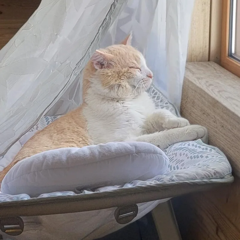 An adult large-sized male Buff / Tan / Fawn Domestic Short Hair cat named Butch for adoption in Kansas City, MO